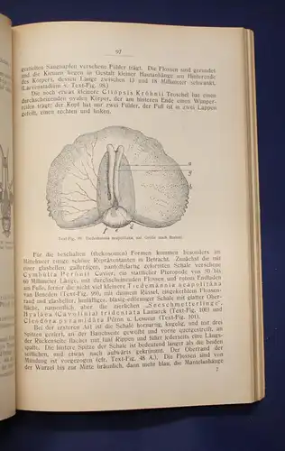 Buchner Einführung in die europäische Meeresmollusken- Fauna 1913 26 Tafeln js