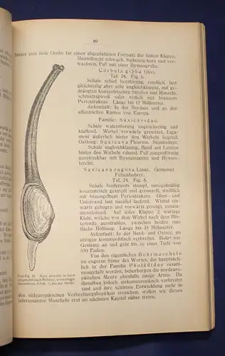 Buchner Einführung in die europäische Meeresmollusken- Fauna 1913 26 Tafeln js