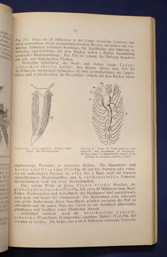 Buchner Einführung in die europäische Meeresmollusken- Fauna 1913 26 Tafeln js