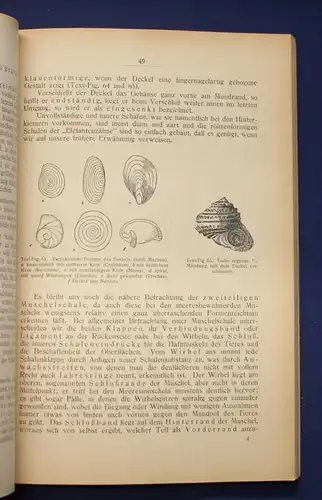 Buchner Einführung in die europäische Meeresmollusken- Fauna 1913 26 Tafeln js