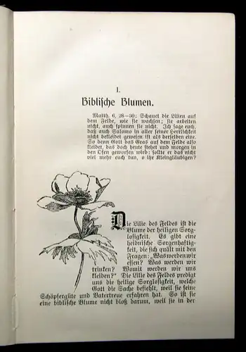 Eberhard Palästina Erlebtes und Erlerntes im heiligen Lande 1910 Belletristik mb