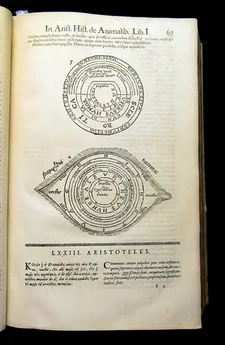 Aristoteles 1619 Aritotelis Historia de Animalibus. [...] Accedit Fragmentum..am