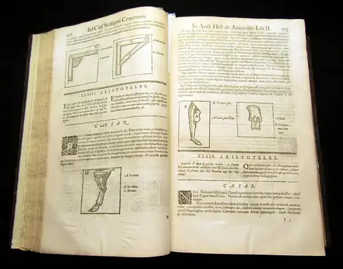 Aristoteles 1619 Aritotelis Historia de Animalibus. [...] Accedit Fragmentum..am