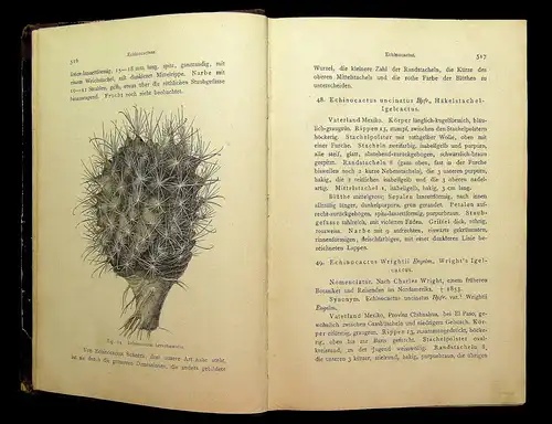 Rümpler Förster Handbuch Cacteenkunde in ihrem ganzen Umfange 1886 2.Bd apart mb