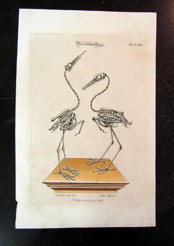 Meyer Johann Daniel  "Der sceletirte Reiger " um 1750 Reiher Vögel Ornithologie