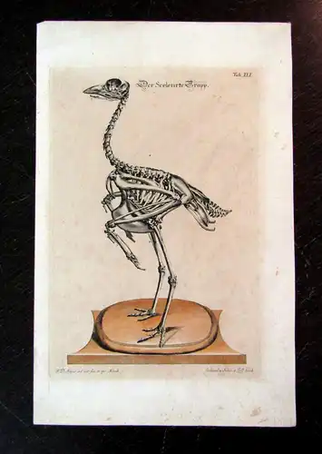 Meyer 1748-1756 "Der Sceletirte Trapp", Ornithologie, Vögel, Trapp, Kupferstich