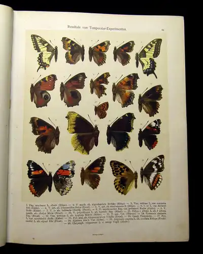 Fr. Berges Schmetterlingsbuch 1910 Lepidopterologie, Zoologie, Naturwissenschaft