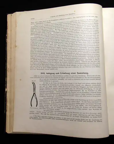 Fr. Berges Schmetterlingsbuch 1910 Lepidopterologie, Zoologie, Naturwissenschaft