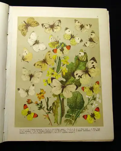 Fr. Berges Schmetterlingsbuch 1910 Lepidopterologie, Zoologie, Naturwissenschaft