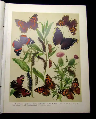 Fr. Berges Schmetterlingsbuch 1910 Lepidopterologie, Zoologie, Naturwissenschaft