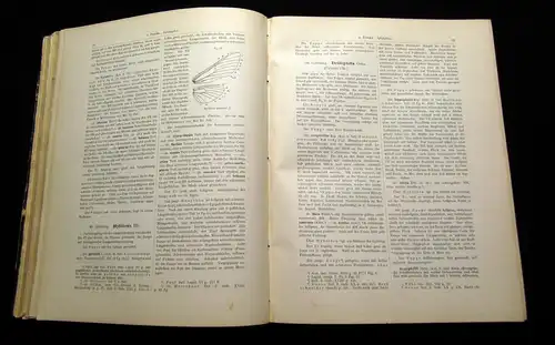 Fr. Berges Schmetterlingsbuch 1910 Lepidopterologie, Zoologie, Naturwissenschaft