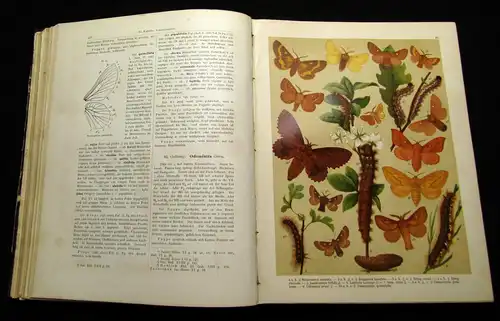 Fr. Berges Schmetterlingsbuch 1910 Lepidopterologie, Zoologie, Naturwissenschaft