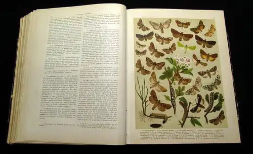 Fr. Berges Schmetterlingsbuch 1910 Lepidopterologie, Zoologie, Naturwissenschaft