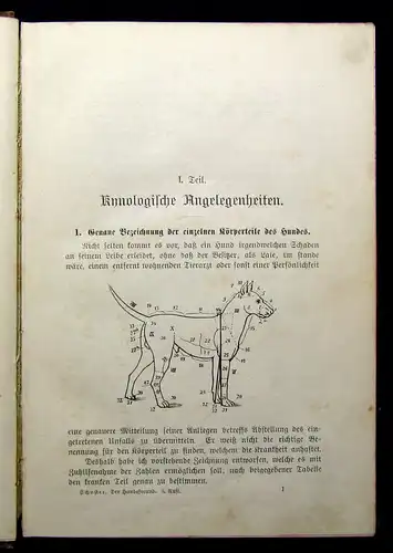 Schuster Der Hundefreund Ein kynologischer Ratgeber 1902 zahlr. Illustrationen