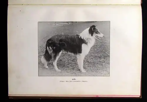 Schuster Der Hundefreund Ein kynologischer Ratgeber 1902 zahlr. Illustrationen