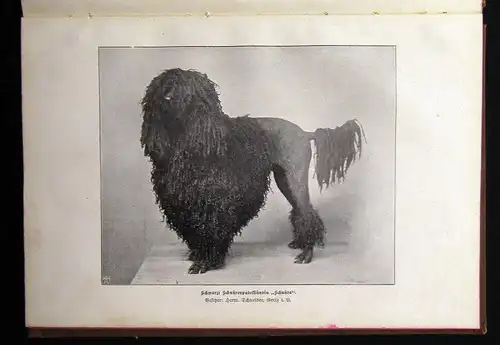 Schuster Der Hundefreund Ein kynologischer Ratgeber 1902 zahlr. Illustrationen