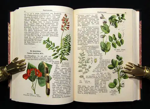 Dalitzsch Pflanzenbuch 1900 2.Auflage mit zahlr. chromotithogr. Abb. im Text