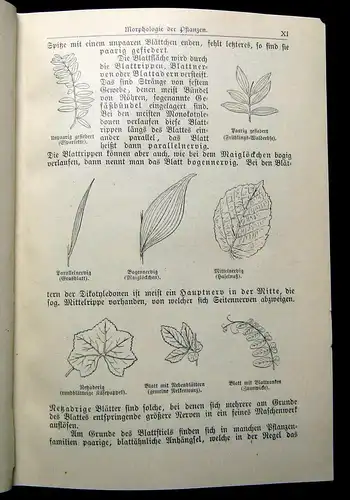 Dalitzsch Pflanzenbuch 1900 2.Auflage mit zahlr. chromotithogr. Abb. im Text