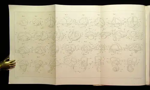 Hasse Morphologie u Histologie des häutigen Gehörorganes d. Wirbelthiere 1873 mb