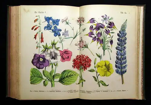 Hoffmann Lehrbuch praktische Pflanzenkunde in Wort u Bild 1889 über 1000 Abb.