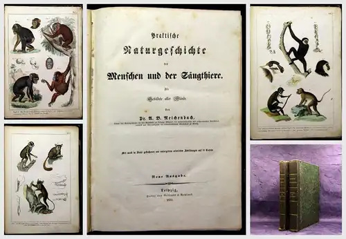Reichenbach Praktische Naturgeschichte der Menschen und Säugethiere 1855
