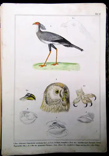 Reichenbach - Naturgeschichte der Vögel mit 88 kolor. Tafeln - 1855 Ornithologie