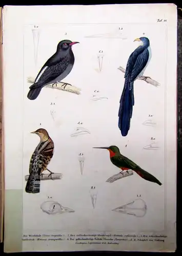 Reichenbach - Naturgeschichte der Vögel mit 88 kolor. Tafeln - 1855 Ornithologie