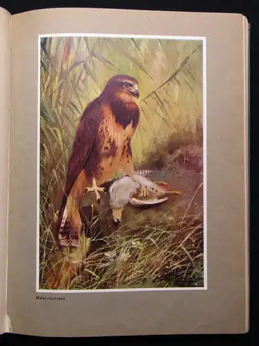 Vetterli Wald und Wild Belletrsitik Geschichten Waldgeschichten 1928 Erzählungen
