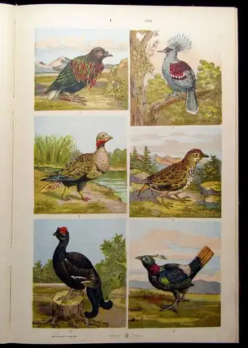 Private Zusammenstellung 36 Chromolithografie Tafelband auf 18 Bll. Folioformat