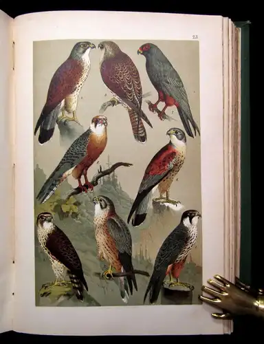 Friderich Naturgeschichte der Deutschen Vögel 1891 mit 50 chromolithogr. Tafeln