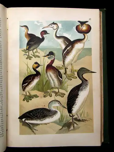 Friderich Naturgeschichte der Deutschen Vögel 1891 mit 50 chromolithogr. Tafeln