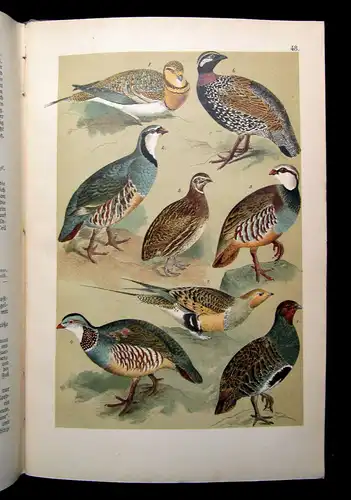 Friderich Naturgeschichte der Deutschen Vögel 1891 mit 50 chromolithogr. Tafeln