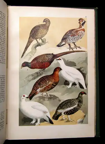 Friderich Naturgeschichte der Deutschen Vögel 1891 mit 50 chromolithogr. Tafeln