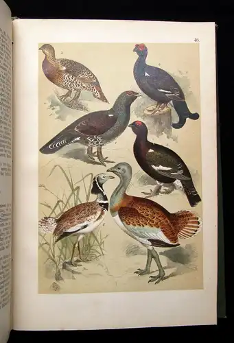 Friderich Naturgeschichte der Deutschen Vögel 1891 mit 50 chromolithogr. Tafeln