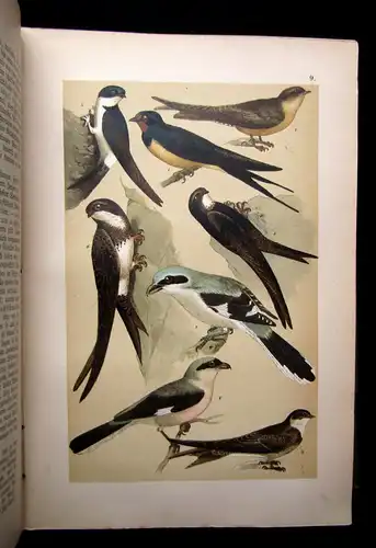 Friderich Naturgeschichte der Deutschen Vögel 1891 mit 50 chromolithogr. Tafeln