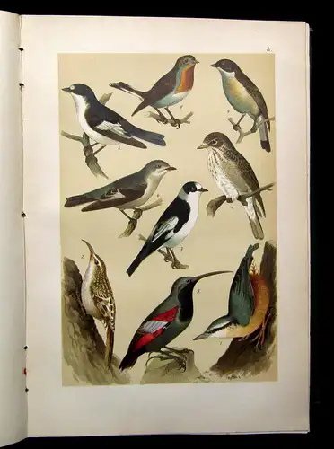 Friderich Naturgeschichte der Deutschen Vögel 1891 mit 50 chromolithogr. Tafeln