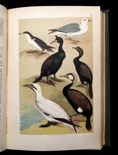 Friderich Naturgeschichte der Deutschen Vögel 1891 mit 50 chromolithogr. Tafeln