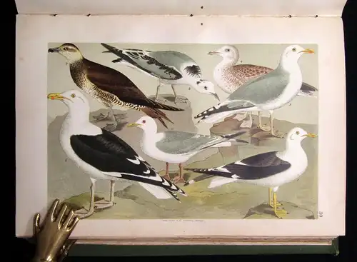 Friderich Naturgeschichte der Deutschen Vögel 1891 mit 50 chromolithogr. Tafeln