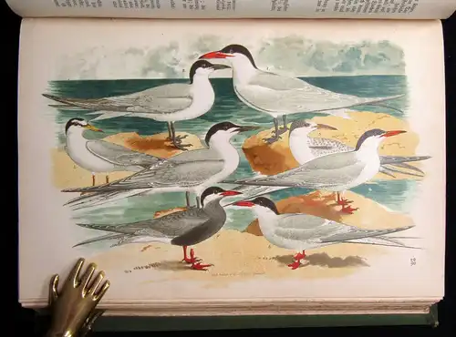 Friderich Naturgeschichte der Deutschen Vögel 1891 mit 50 chromolithogr. Tafeln