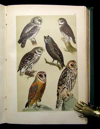 Friderich Naturgeschichte der Deutschen Vögel 1891 mit 50 chromolithogr. Tafeln