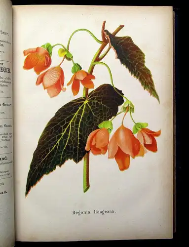 Neubert Deutsches Magazin für Garten-u. Blumenkunde Zeitschrift 1872