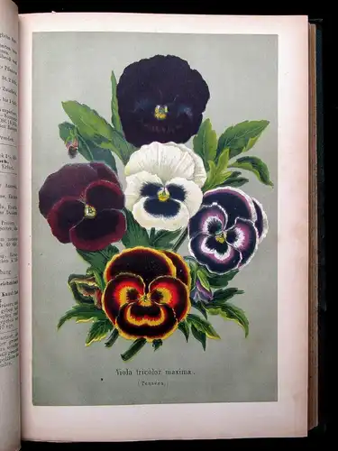 Neubert Deutsches Magazin für Garten-u. Blumenkunde Zeitschrift 1872