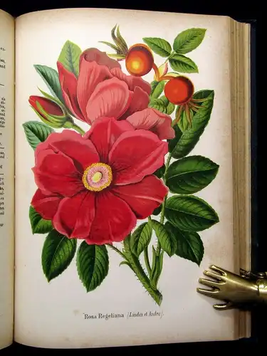 Neubert Deutsches Magazin für Garten-u. Blumenkunde Zeitschrift 1872