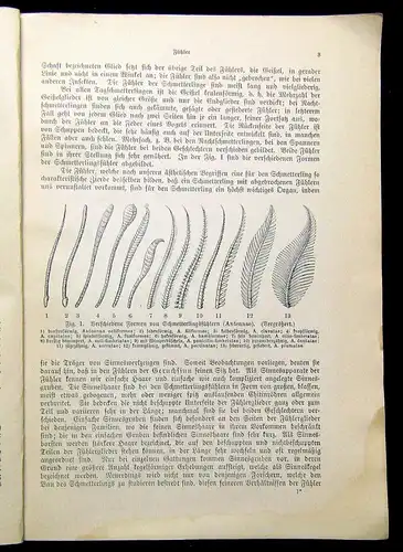 Schreibers kleine Atlanten Der Bau der Schmetterlinge Entwicklungsstadien 1925