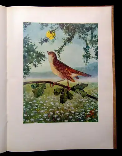 Kreeb, Eickhorn Aus der Vogel- Welt 1949 Ornithologie Naturwissenschaften Arten