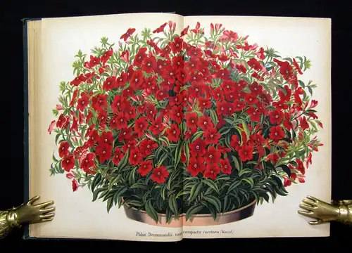 Neubert Deutsches Magazin für Garten-u. Blumenkunde Zeitschrift 1874