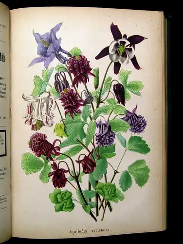 Neubert Deutsches Magazin für Garten-u. Blumenkunde Zeitschrift 1874