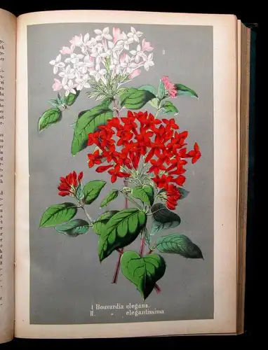 Neubert Deutsches Magazin für Garten-u. Blumenkunde Zeitschrift 1874