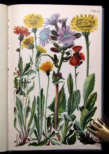 Hegi Alpenflora Die verbreitetsten Alpenpflanzen von Bayern, Österreich 1922