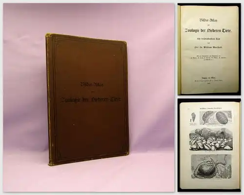 Marshall Bilder-Atlas zur Zoologie der Niederen Tiere beschreibender Text 1899
